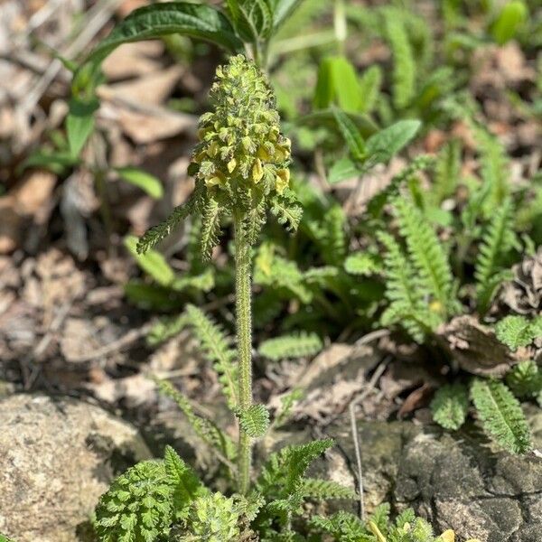 Pedicularis canadensis Flor