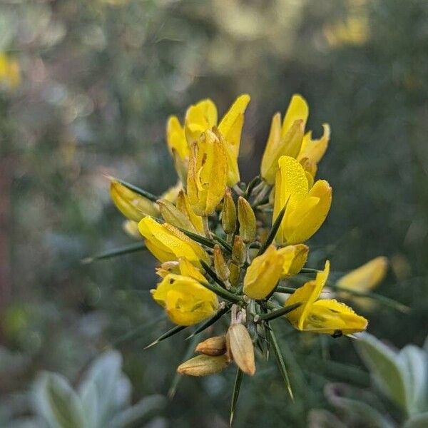 Ulex parviflorus Цветок