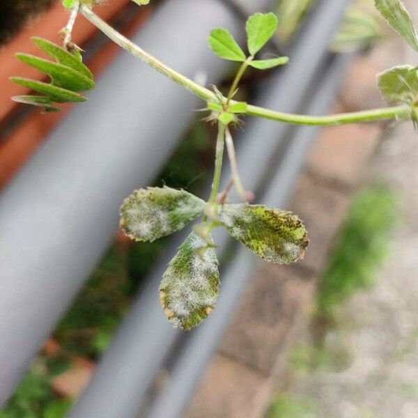 Medicago orbicularis Folha