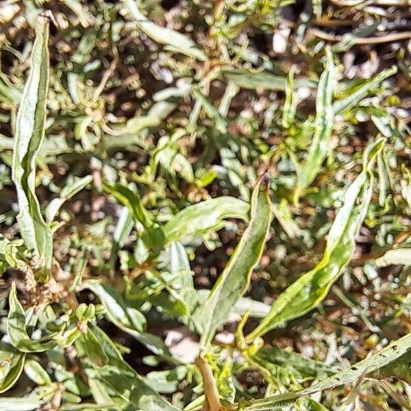 Amaranthus muricatus Листок