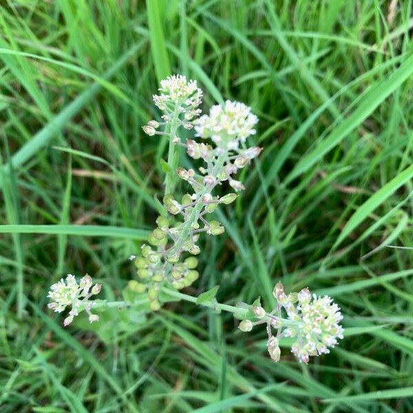 Lepidium campestre പുഷ്പം