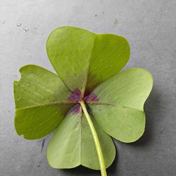 Oxalis tetraphylla Blad