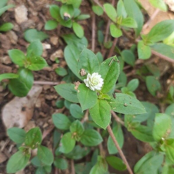 Gomphrena serrata Květ