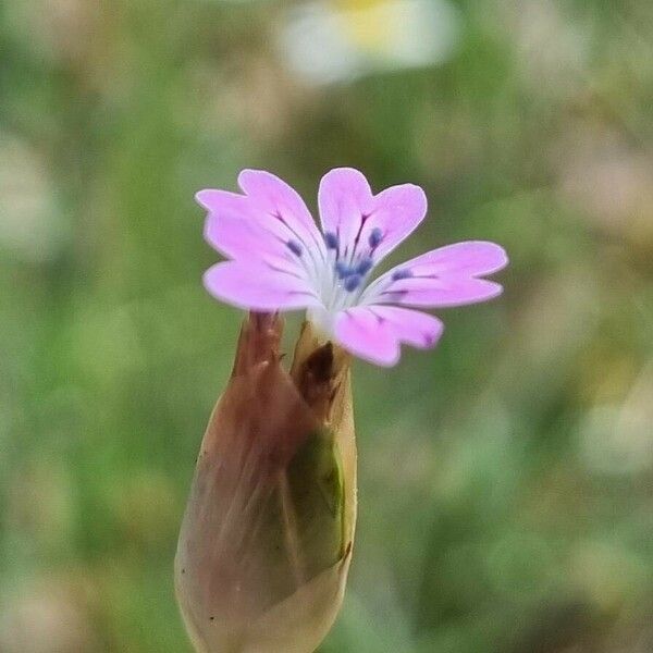 Petrorhagia dubia Flower