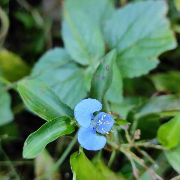 Commelina diffusa Kukka