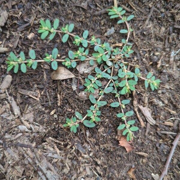 Euphorbia prostrata Leaf