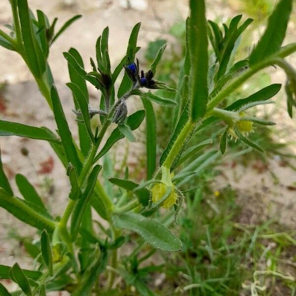 Lappula marginata Хабит