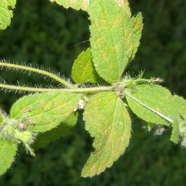 Croton hirtus Folha