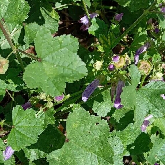 Malva sylvestris Leaf