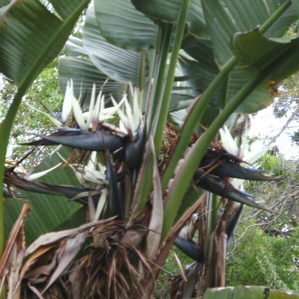 Strelitzia nicolai Flors