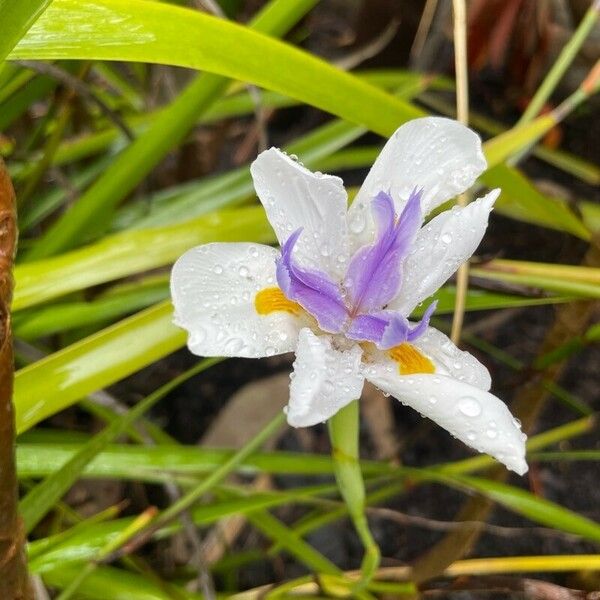 Dietes grandiflora ফুল