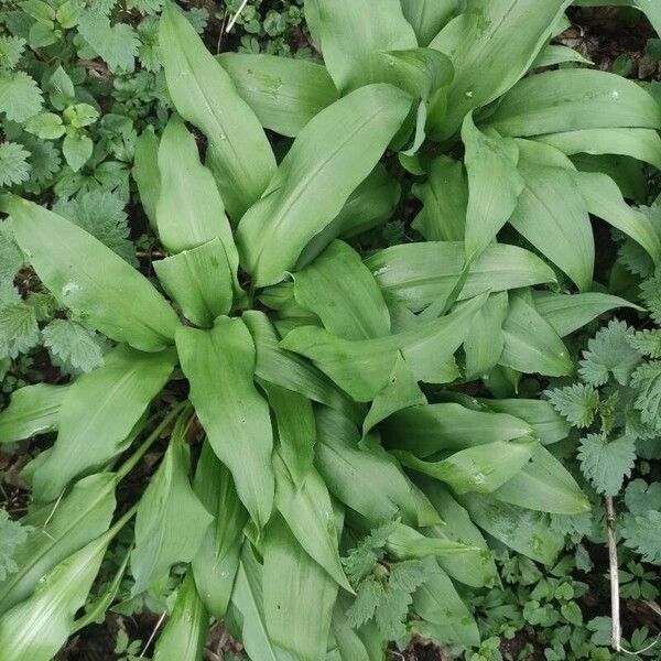 Allium ursinum Leaf