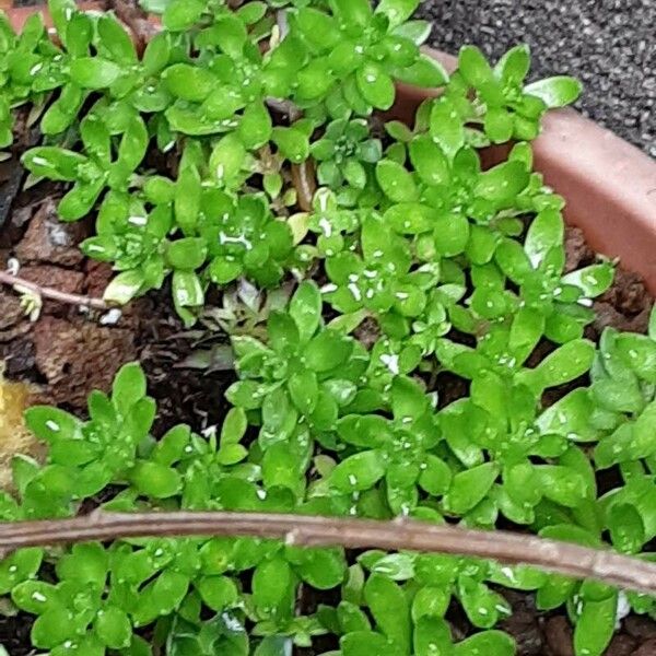 Sedum sarmentosum Leaf