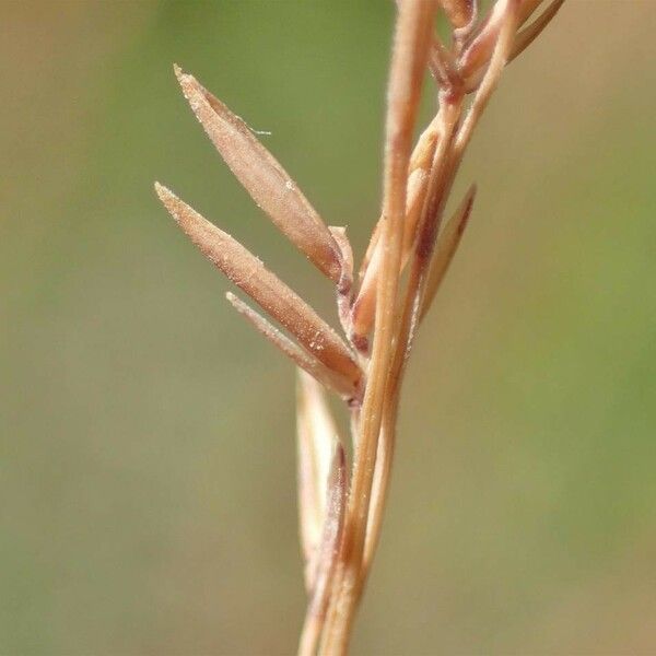 Festuca filiformis Fruit