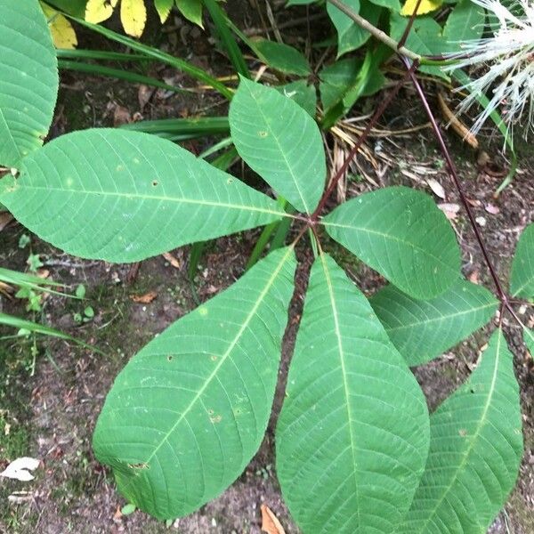 Aesculus parviflora Лист