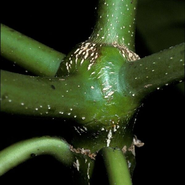 Alstonia macrophylla Rinde