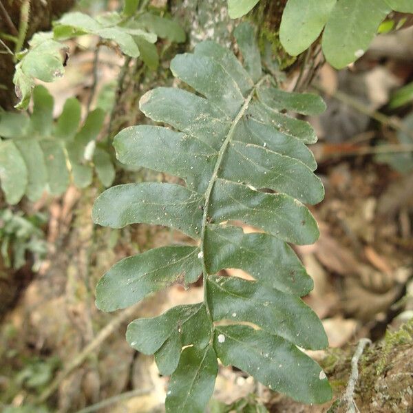 Arthropteris palisotii Blatt