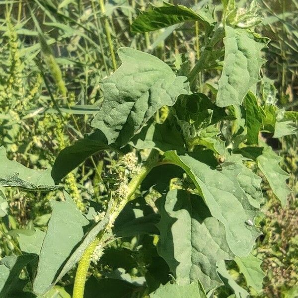 Atriplex rosea Floro