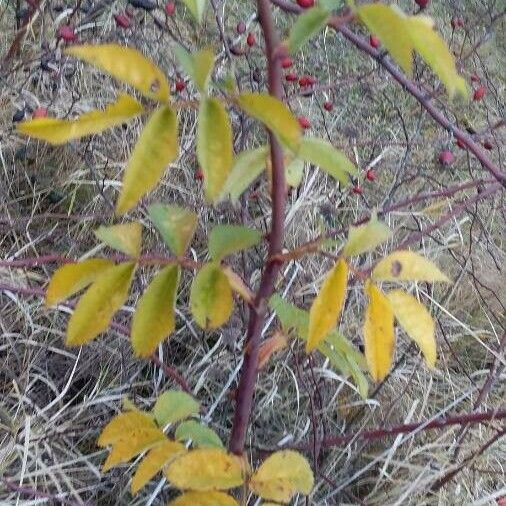 Rosa canina Leaf