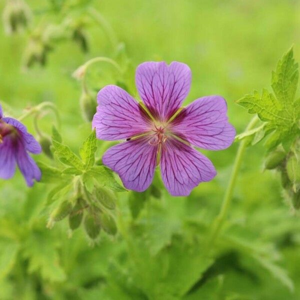 Geranium ibericum Floare