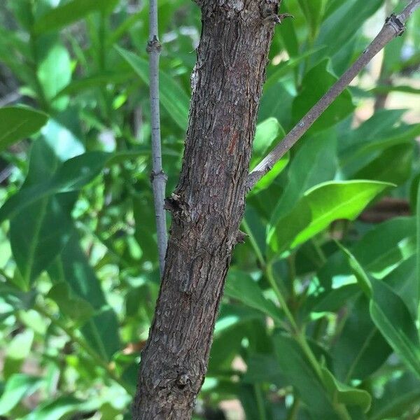 Kraussia floribunda Écorce