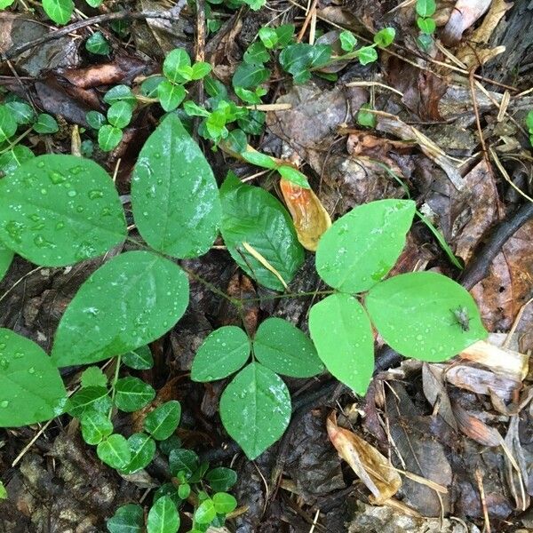 Amphicarpaea bracteata Leaf