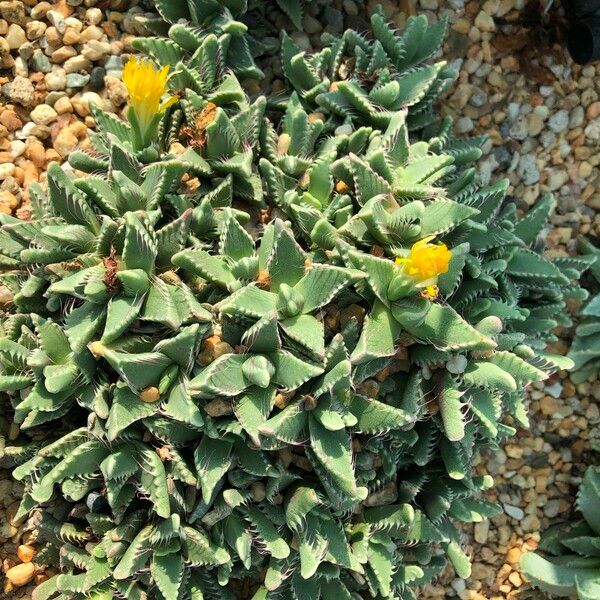 Faucaria tigrina Habitus