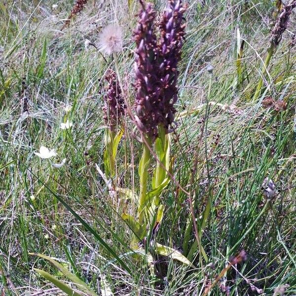 Dactylorhiza incarnata 整株植物