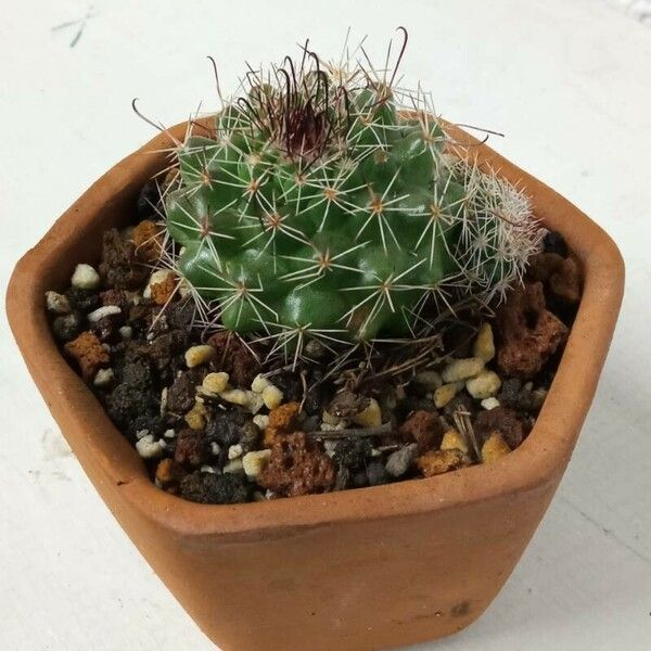 Mammillaria wrightii List