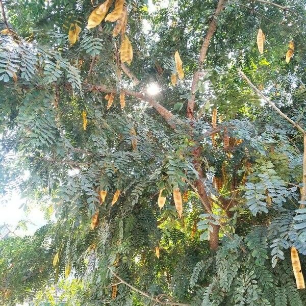 Albizia lebbeck Blad