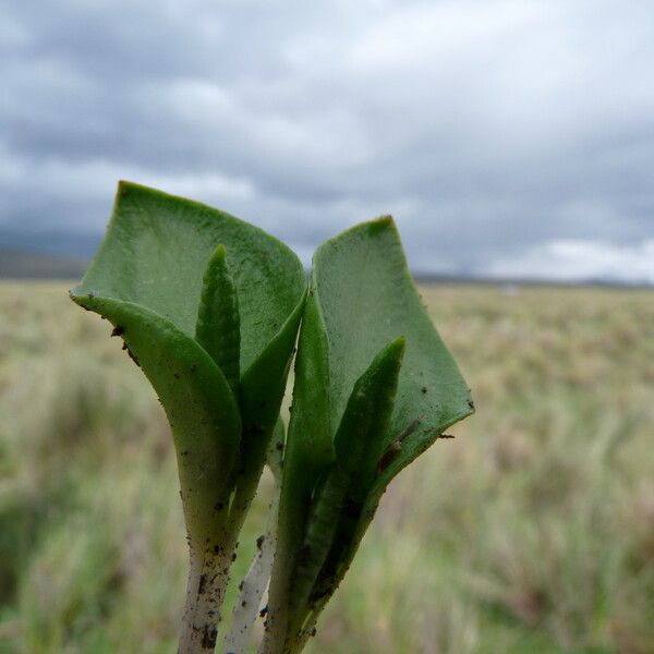 Ophioglossum crotalophoroides आदत