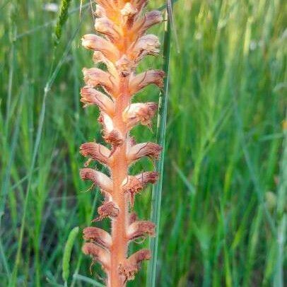 Orobanche elatior Virág