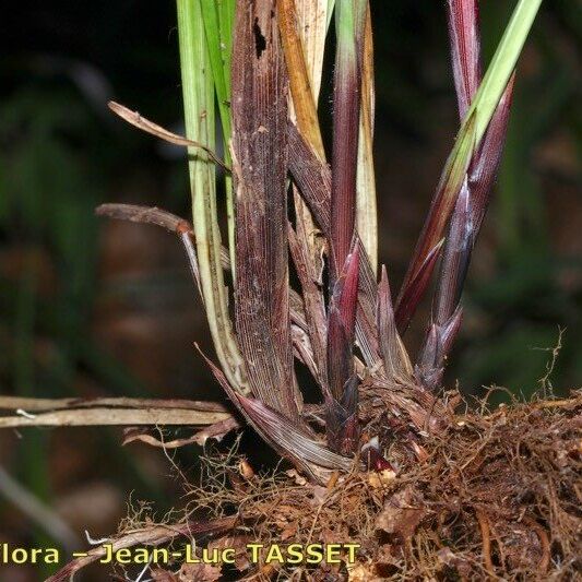 Carex pilosa Φλοιός