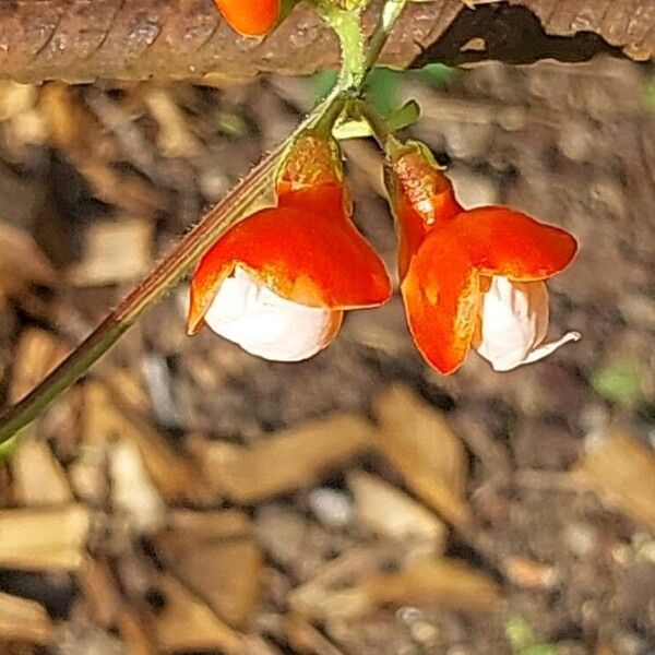 Phaseolus coccineus Flor