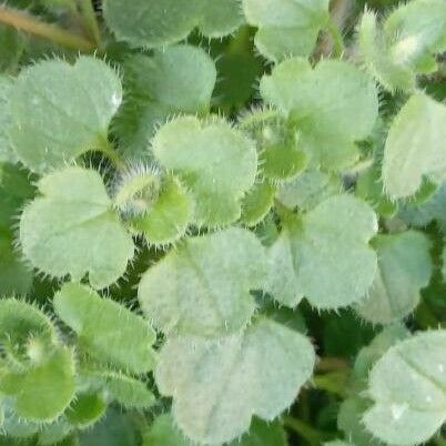 Veronica hederifolia Blatt