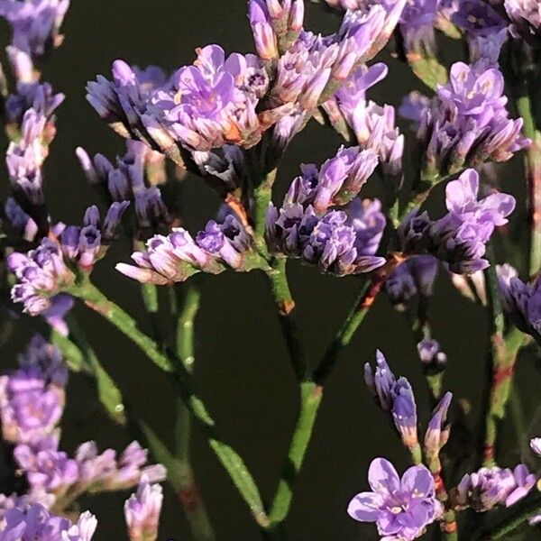 Limonium vulgare Sonstige