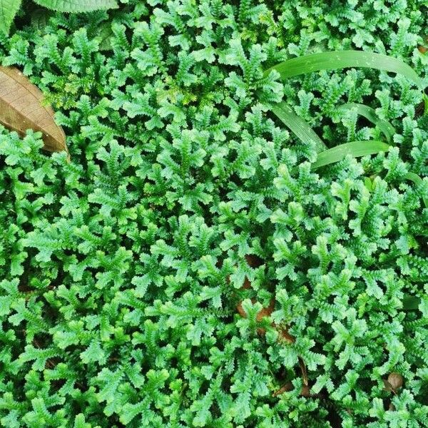 Selaginella kraussiana Leaf