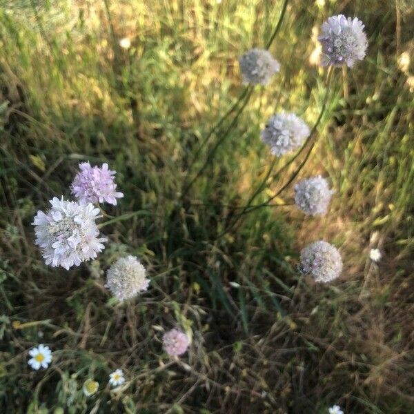 Armeria arenaria Květ