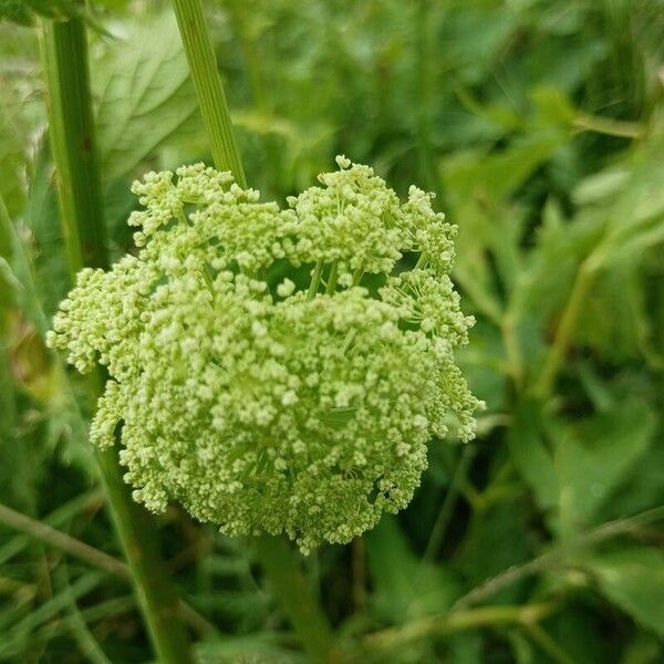 Peucedanum ostruthium Flower