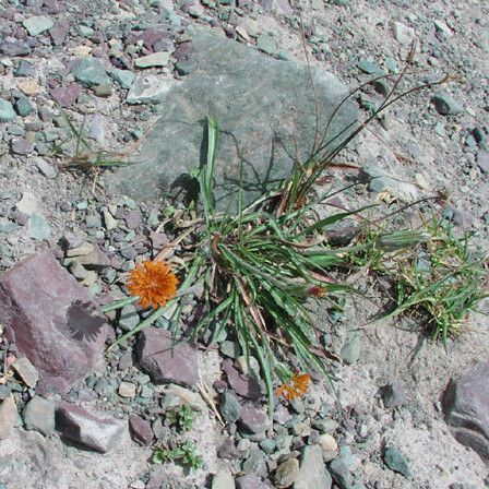 Agoseris aurantiaca Hàbitat