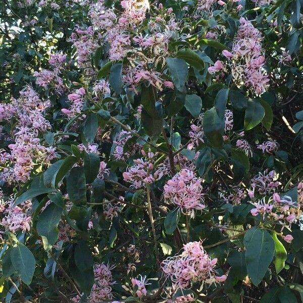 Calodendrum capense Habitat