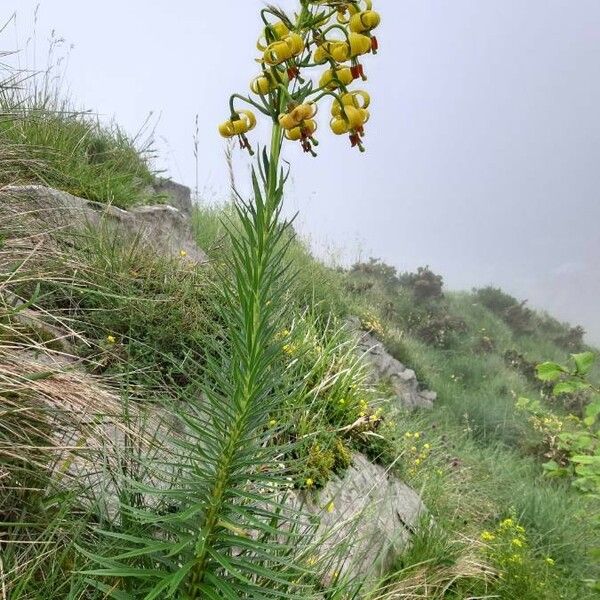 Lilium pyrenaicum Habit