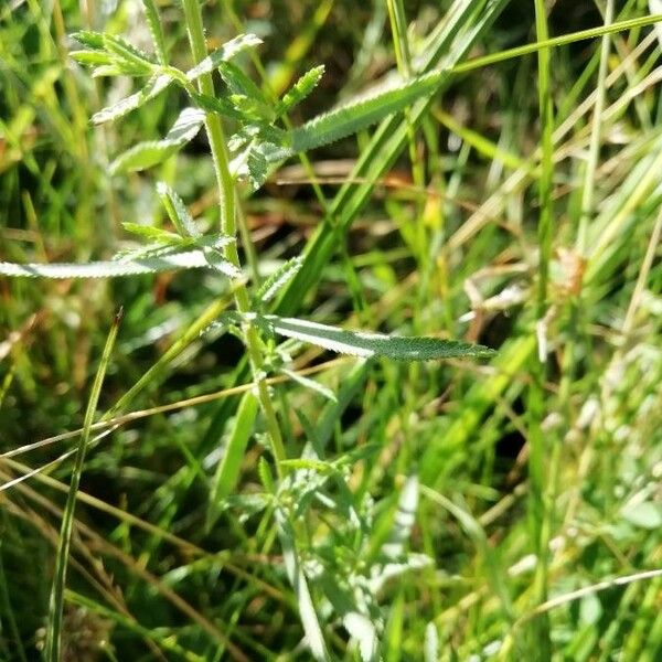 Achillea ptarmica Blatt