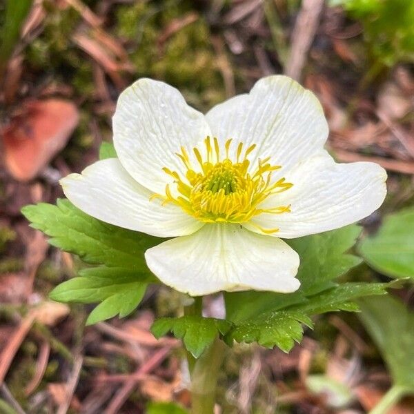 Trollius laxus Flower