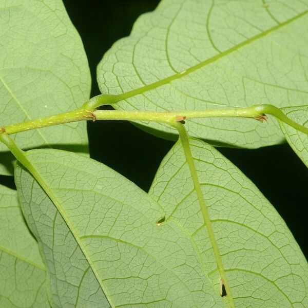 Margaritaria nobilis Leaf