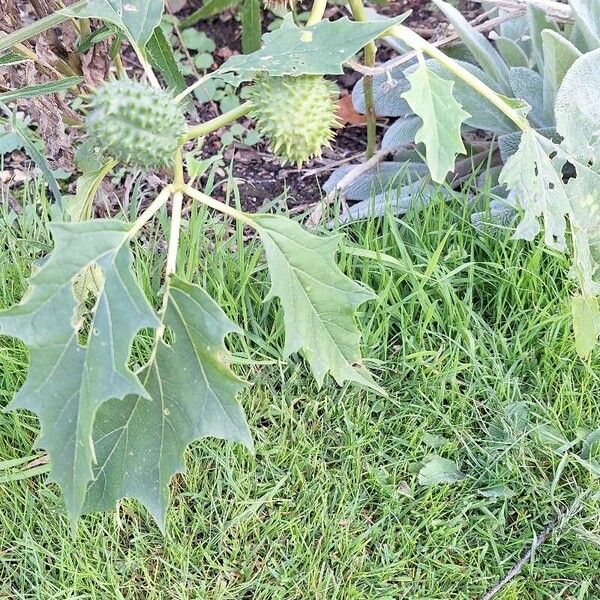 Datura ferox Yaprak