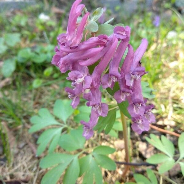 Corydalis solida Квітка