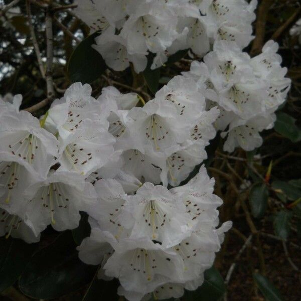 Rhododendron campanulatum Flower