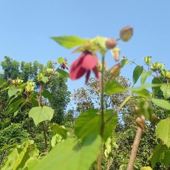 Abroma augustum Fleur