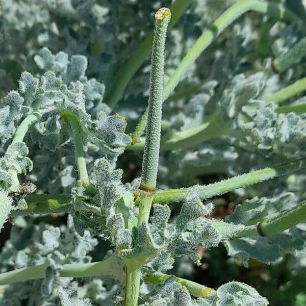 Glaucium flavum Ffrwyth